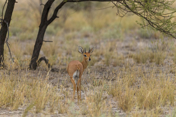 15.03. Der Evening Drive führt uns zu Sunday und Leopard Pan (Steinböckchen - Raphicerus campestris).