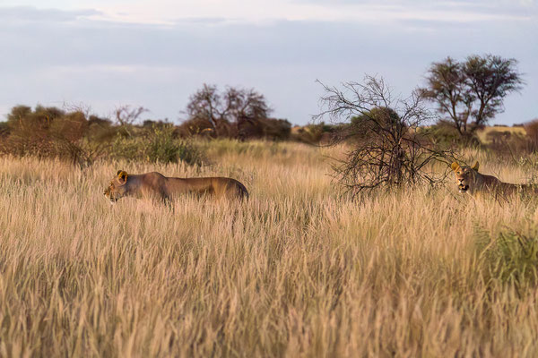 10.03. Susanne & Andreas hatten während unseres Evening Drives Löwenbesuch auf unserer Campsite. Während sie der festen Überzeugnung nachsinnen, dem Tod nur um ein Haar entronnen zu sein, finden wir die beiden nach wenigen Minuten im letzten Tageslicht.