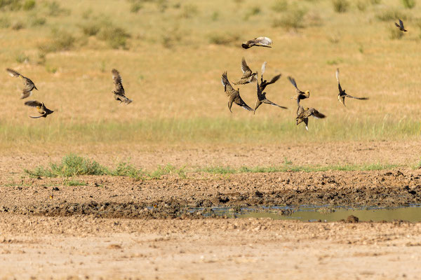 04.03. Morning Game Drive im Aoub Tal: Namaqua sandgrouse (Pteracles namaqua)