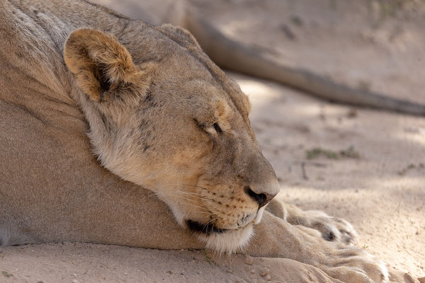 16.02. Panthera leo - Löwe