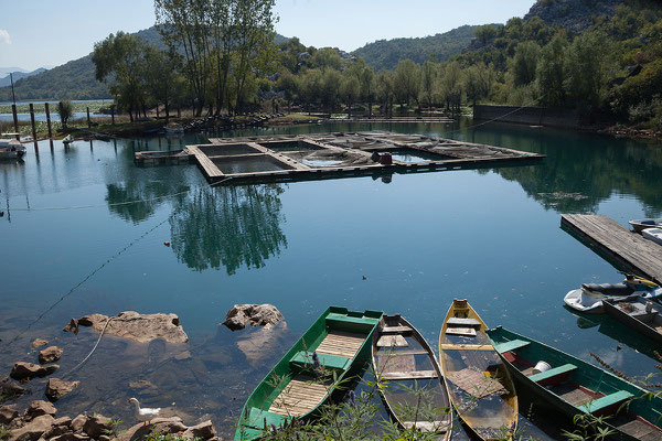 15.9. Karuć, der Skadarsko Jezero ist der größte See der Balkanhalbinsel (1/3 der Fläche liegen in Albanien, der Rest in Montenegro).