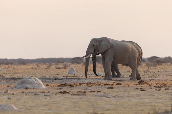 20.09. Evening Drive, Nxai Pan NP: das Highlight sind die Elefanten am Wasserloch bei Sonnenuntergang.