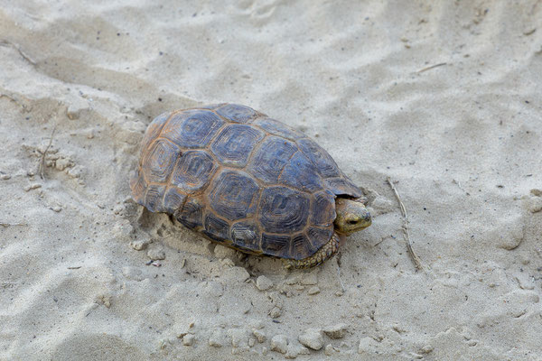22.03. Bwabwata NP: Padloper/Flachschildkröte (Homopus/Chersonius sp.)