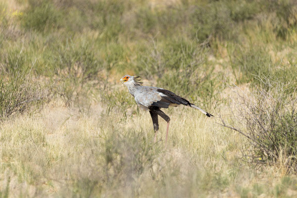 07.03. Secretarybird (Sagittarius serpentarius)