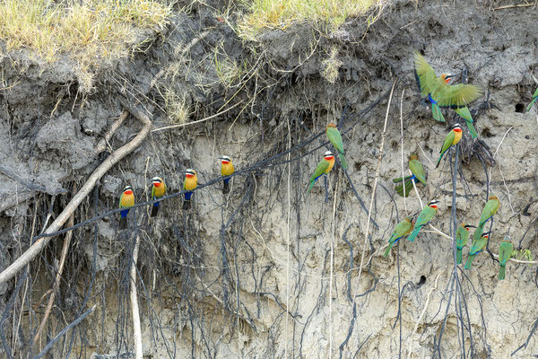 20.03. Evening Cruise:  White-fronted bee-eater (Merops bullockoides)