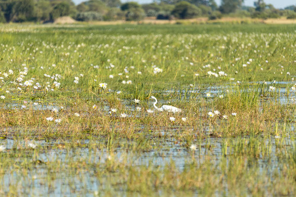 22.03. Bwabwata NP: Great egret (Ardea alba)