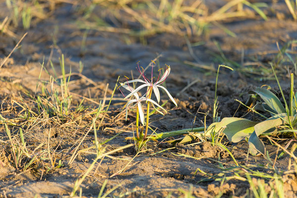 22.03. Bwabwata NP: Crinum sp.
