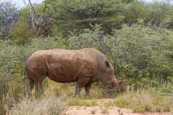 25.03. Wir verlassen die Fahrzeuge und nähern uns den imposanten Tieren zu Fuß, eine tolle Erfahrung!