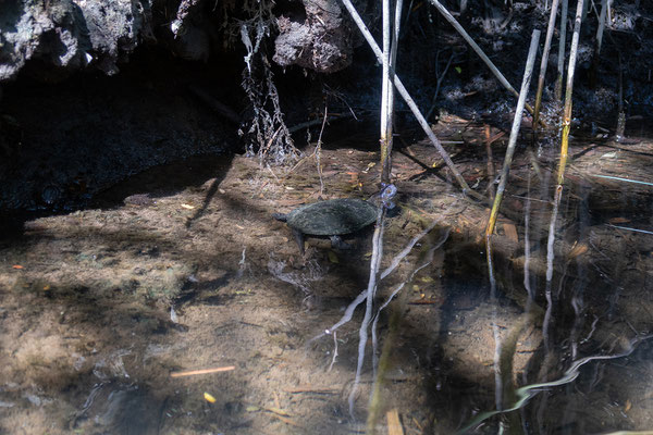 01.06. Kanutour im Fango-Delta; Europäische Sumpfschildkröte - Emys orbicularis