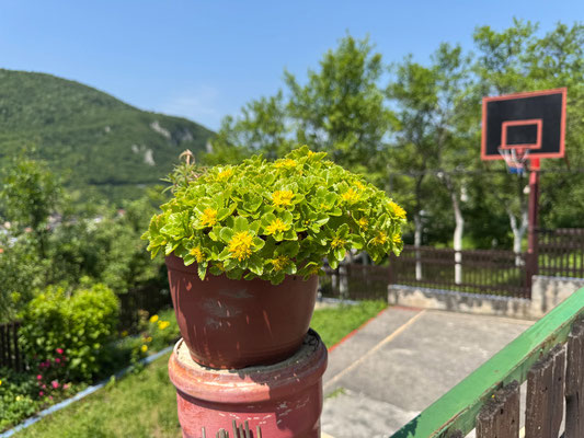 Jajce