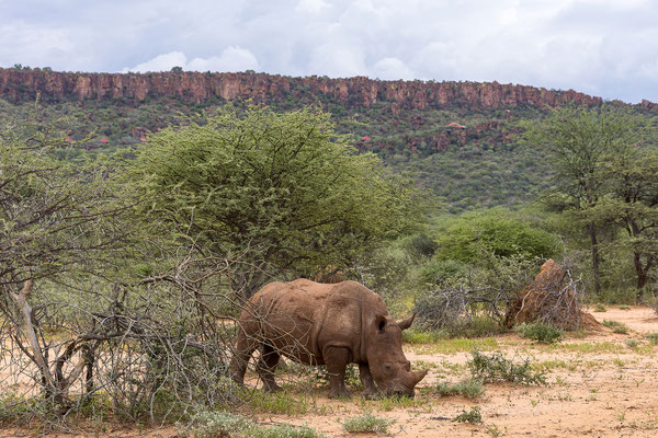 25.03. Waterberg Wilderness: Breitmaul - Nashorn (Ceratotherium simum)