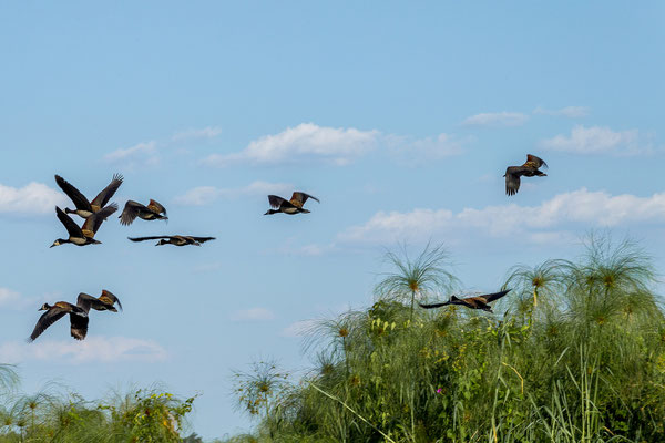 20.03. Evening Cruise: White-faced whistling duck (Dendrocygna viduata)