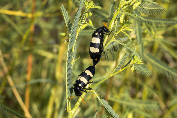 25.03. Auf dem Weg zum Waterberg: Blister beetle (Hycleus oculatus)