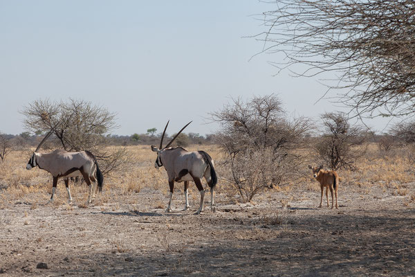 01.10. Oryx (Oryx gazella)