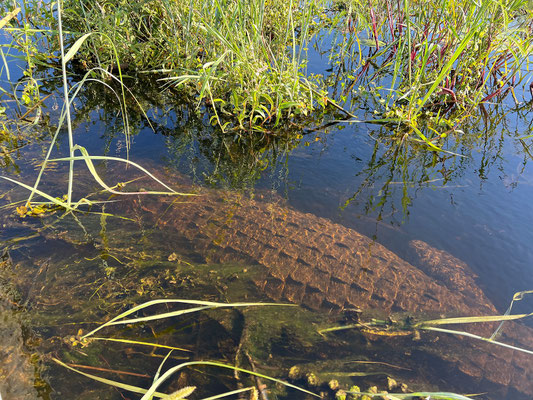 19.03. Bootstour: Nilkrokodil (Crocodylus niloticus)