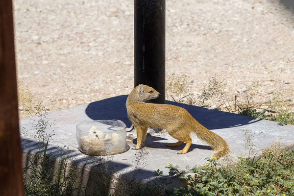 05.03. Auchterlonie Picnic Site: Fuchsmanguste (Cynictis penicillata)