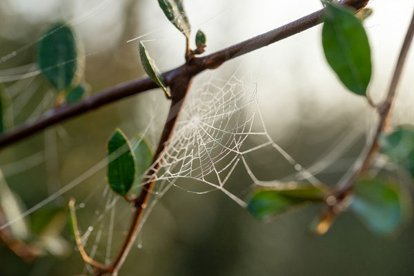 Camping Château de Bélon