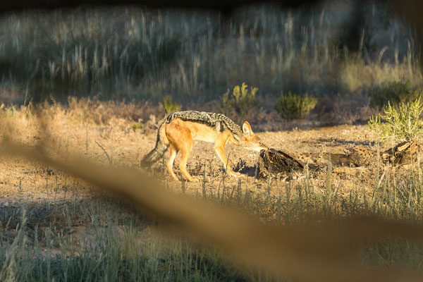 06.03. Ein Schabrackenschakal lässt sich ein Kätzchen schmecken.