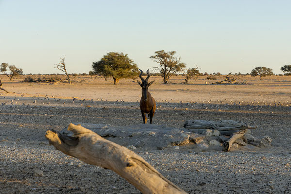 07.03. Auch eine Rote Kuhantilope (Alcelaphus buselaphus) ist am Wasserloch.