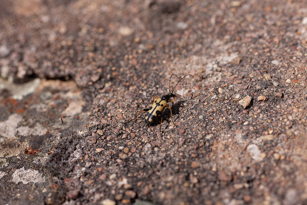 02.06. Leptura maculata - Gefleckter Schmalbock