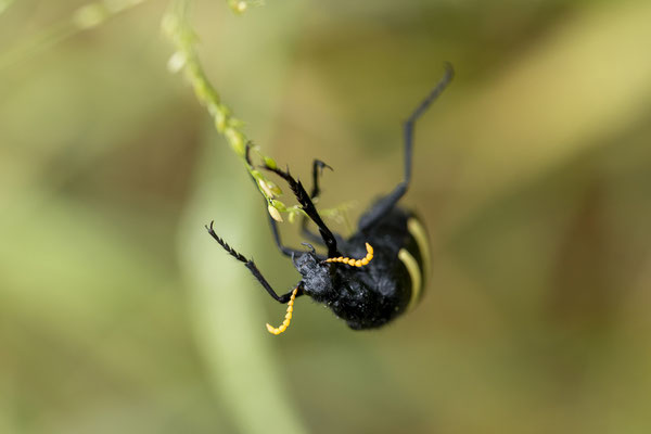 26.03. Porcupine/Fountain Trail