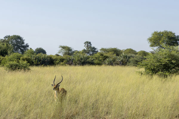 22.03. Bwabwata NP: Letschwe/Moorantilope (Kobus leche)