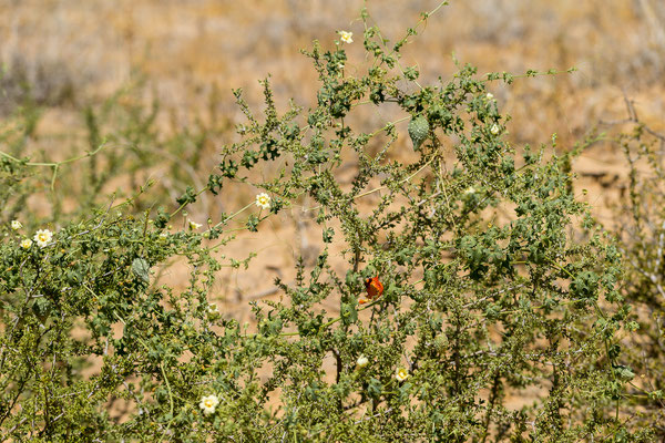 06.03. Balsam pear (Momordica balsamina)