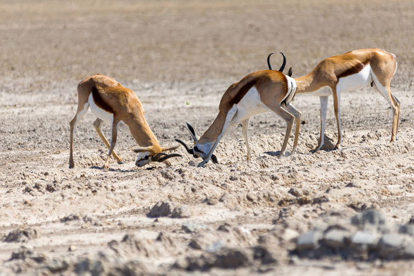13.03. Am Piper Wasserloch ist es einiges los und wir halten für eine ausgedehnte Jausen- und Beobachtungspause. (Springbock - Antidorcas marsupialis)