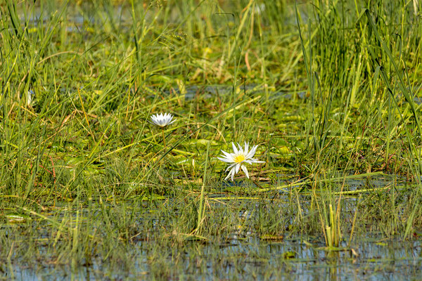 22.03. Bwabwata NP: Auch hier erfreuen wir uns am Anblick unzähliger Seerosen.