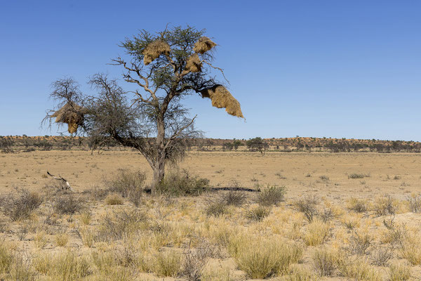 07.03. Webervolgelnest