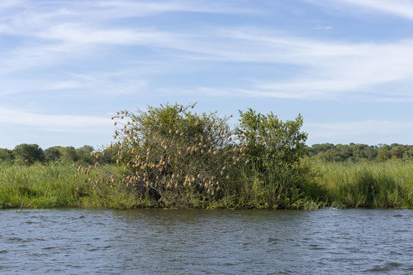 21.03. Sunset Cruise: Webervogelnester