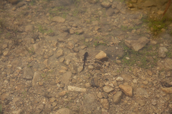 10.9. Durmitor Nationalpark, Salamanderlarven