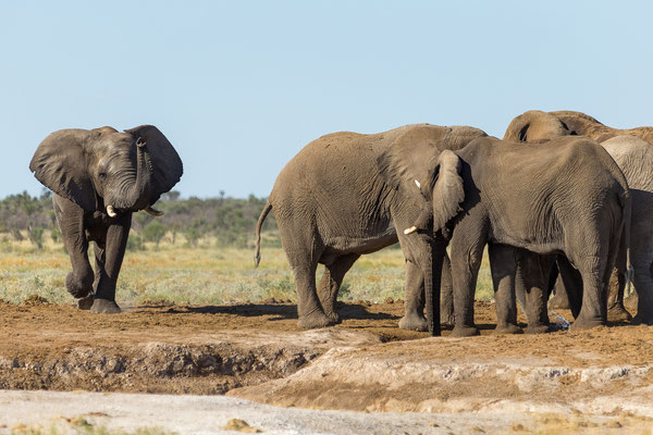12.03. Elefanten (Loxodonta africana)