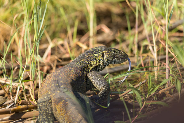 19.03. Bootstour: Nilwaran (Varanus niloticus)