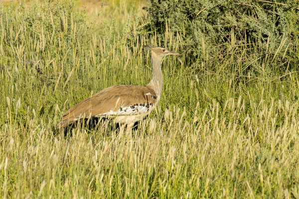 06.03. Kori bustard (Ardeotis kori)