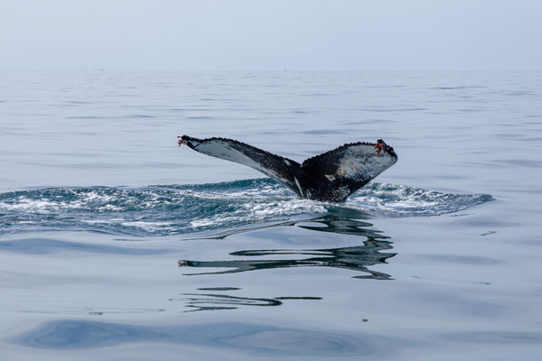 30.07.  Special Tours Whalewatching: Buckelwal 