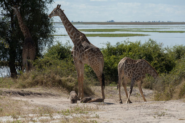 03.05. Chobe NP (Riverfront), Giraffe - Giraffa camelopardalis & Warzenschweine - Phacochoerus africanus