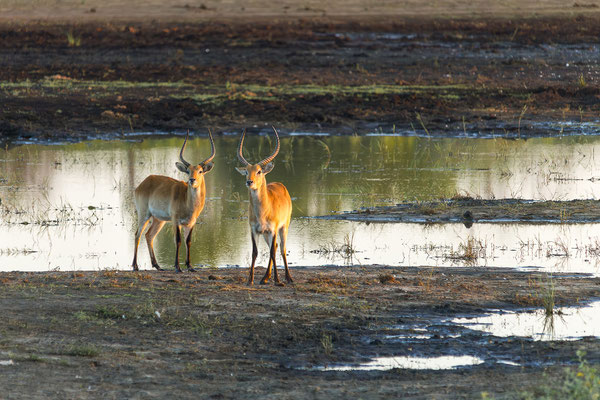 22.03. Bwabwata NP: Letschwe/Moorantilope (Kobus leche)