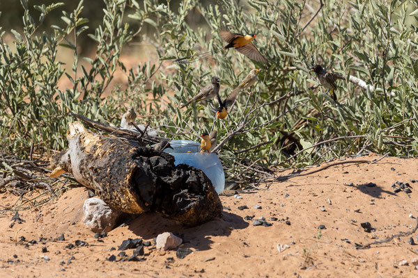 10.03. Mpayathutlwa 01 Campsite: Long-tailed whydah (Vidua regia), African red-eyed bulbul (Pycnonotus nigricans)