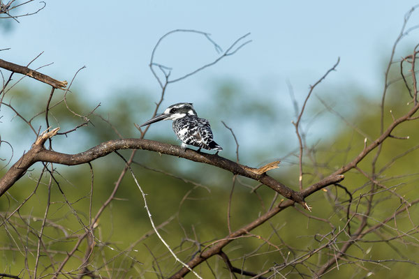 21.03. Sunset Cruise: Pied kingfisher (Ceryle rudis)