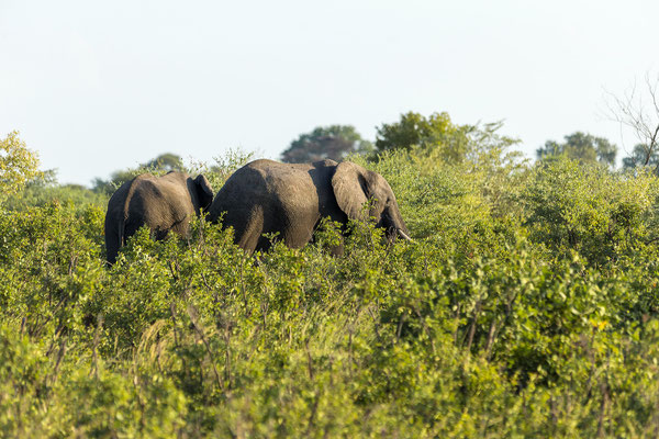 22.03. Bwabwata NP: Elefant (Loxodonta africana)
