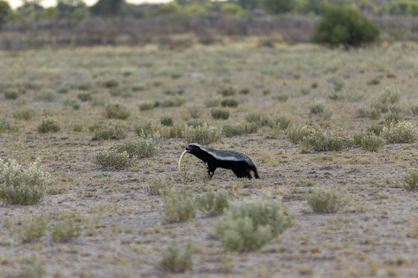 14.03. Morning Drive: Honigdachs auf der Jagd! In etwa 30 Minuten entstehen hier über 400 Fotos!