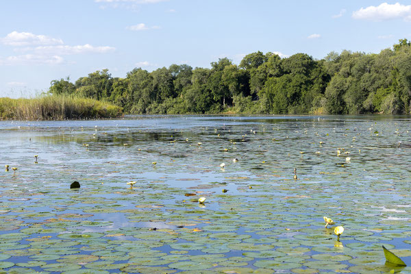 20.03. Die Vegetation ist während der gesamten Bootsfahrt wunderschön anzusehen. 