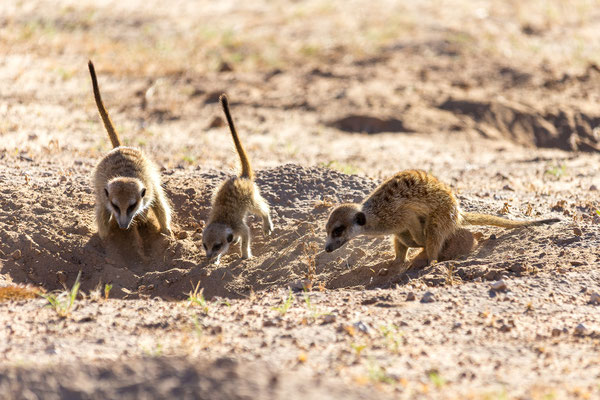 05.03. Morning Drive in Richtung Twee Rivieren: Erdmännchen (Suricata suricata)