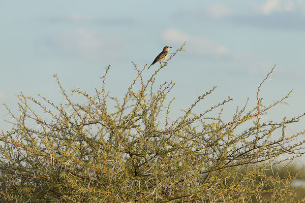 14.03. Evening Drive: Chat flycatcher (Bradornis infuscatus)