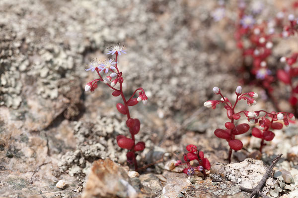 30.05. Balagne; Sedum brevifolium