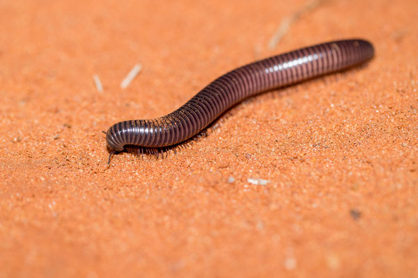 01.03. Bagatelle Kalahari Game Ranch: Giant african milipede (Archispiristreptus gigas)