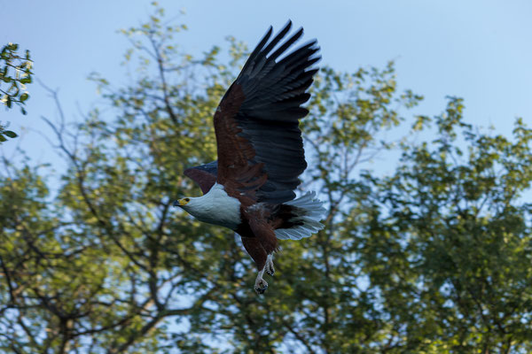 20.03. Evening Cruise: African fish eagle (Haliaeetus vicifer)