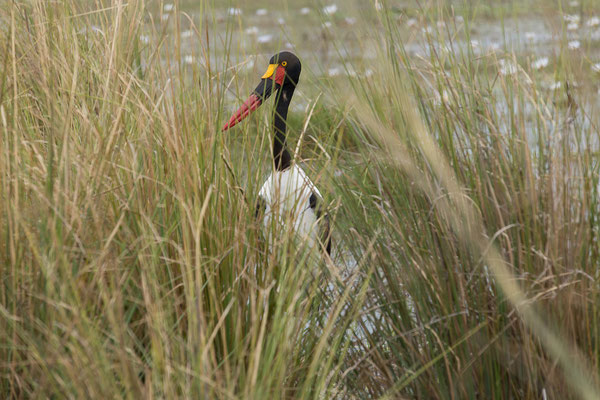25.4. Mahango Game Reserve, Saddle-billed storck - Ephippiorhynchus senegalensis