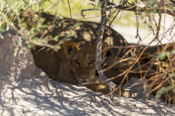 13.03. Am Rande der Piper Pan, auf dem Weg nach Letiahau, finden wir dank des Tipps eines Südafrikaners ein Löwenrudel (Panthera leo).